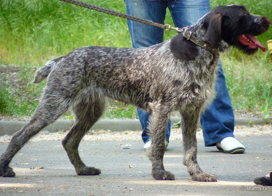 Дратхаар на шахтинской выстаке собак