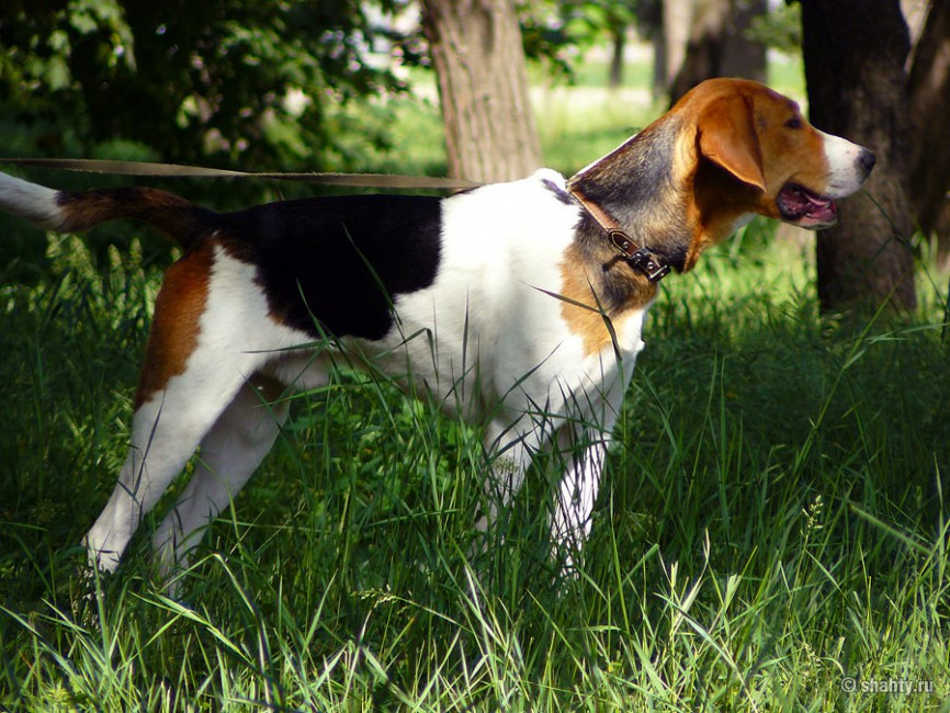 Фоксхаунд  13 мая 2012 г. на выставке собак в городе Шахты