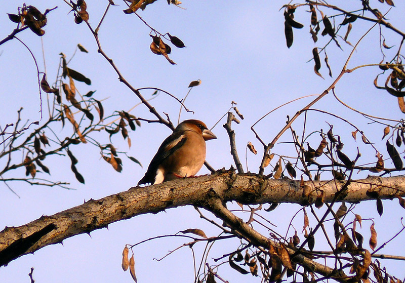Птичка в парке города Шахты